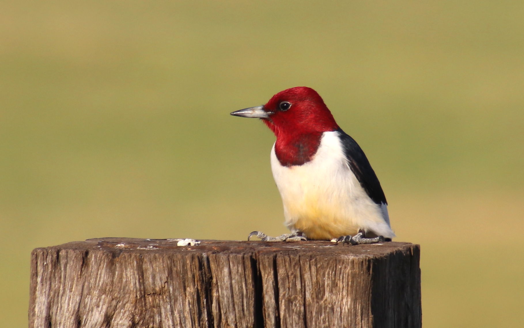 Red Head
